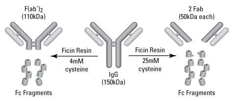 Mouse IgG1 Fab and F(ab')2 preparation by ficin digestion and fragmentation Mouse IgG1 Fab and F(ab')2 preparation by ficin digestion and fragmentation
