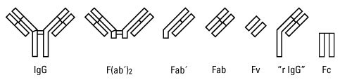 Diagram of IgG antibody fragments Diagram of IgG antibody fragments