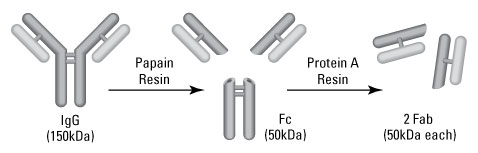 Antibody Fab preparation by papain digestion and fragmentation Antibody Fab preparation by papain digestion and fragmentation