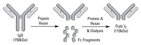 Antibody F(ab')2 preparation by pepsin digestion and fragmentation Antibody F(ab')2 preparation by pepsin digestion and fragmentation