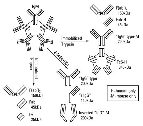Methods of IgM antibody fragment preparation Methods of IgM antibody fragment preparation