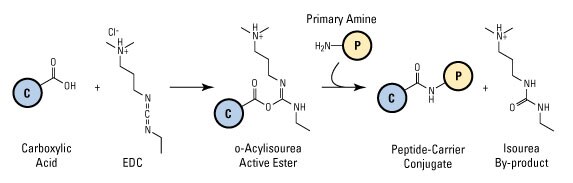 EDC mediated conjugation of peptides and carrier proteins. EDC mediated conjugation of peptides and carrier proteins.