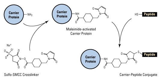 Maleimide activation and carrier-peptide conjugation with Sulfo-SMCC crosslinker. Maleimide activation and carrier-peptide conjugation with Sulfo-SMCC crosslinker.