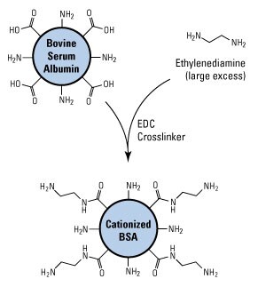 Preparation of cationized BSA. Preparation of cationized BSA.