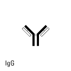 Structure of IgG Structure of IgG