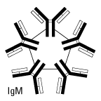 Structure of IgM Structure of IgM