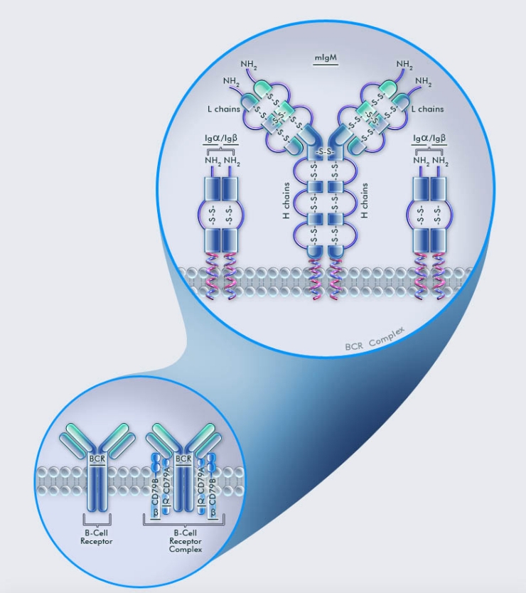 B-Cell Receptor Complex B-Cell Receptor Complex