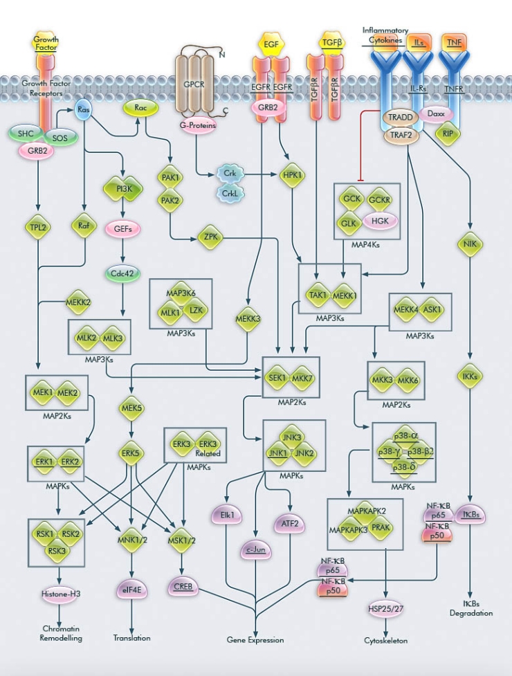 MAPK Family Pathway MAPK Family Pathway
