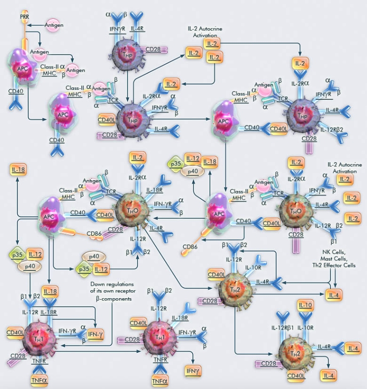 thc-differentiation-pathway thc-differentiation-pathway