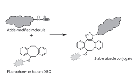 Copper-less click chemistry azide/DIBO reaction Copper-less click chemistry azide/DIBO reaction