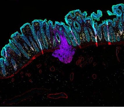 Stained colon tissue using ReadyLabel Antibody Labeling Kits Fluorescent microscopy image of colon tissue