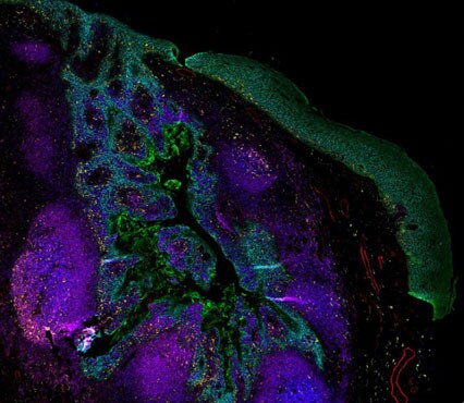 Human tonsil tissue stained with ReadyLabel Antibody Labeling Kits Fluorescent microscopy image of human tonsil tissue