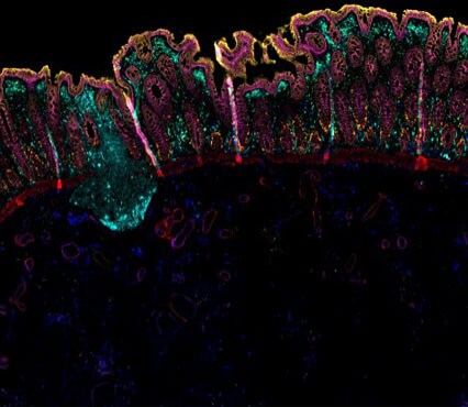 Stained colon tissue using ReadyLabel Antibody Labeling Kits Fluorescent microscopy image of colon tissue