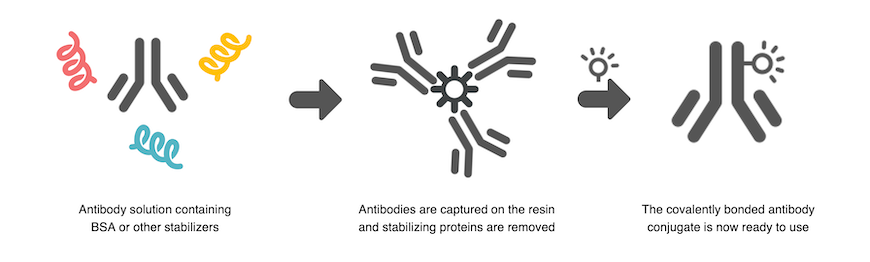 How ReadyLabel Kits work How ReadyLabel Kits work: ReadyLabel resin-containing spin columns capture BSA and other stabilizing proteins and remove them from the antibody solution