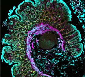 Colon Tissue stained with ReadyLabel Antibody Labeling Kits EVOS M7000 imaged Human Colon Tissue fluorescently labeled with ReadyLabel Antibody Labeling kits