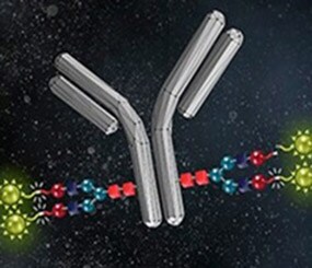 Antibody with SiteClick reaction Drawing of an antibody with Alexa Fluor Dye attaching to Fc region of the antibody using site-click reaction.