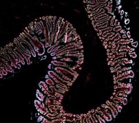 Alexa Fluor Antibody Labeling Kit multiplex Fluorescent microscopy