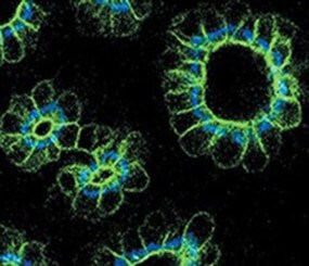 Protein Labeling Kits Protein Labeling Kits