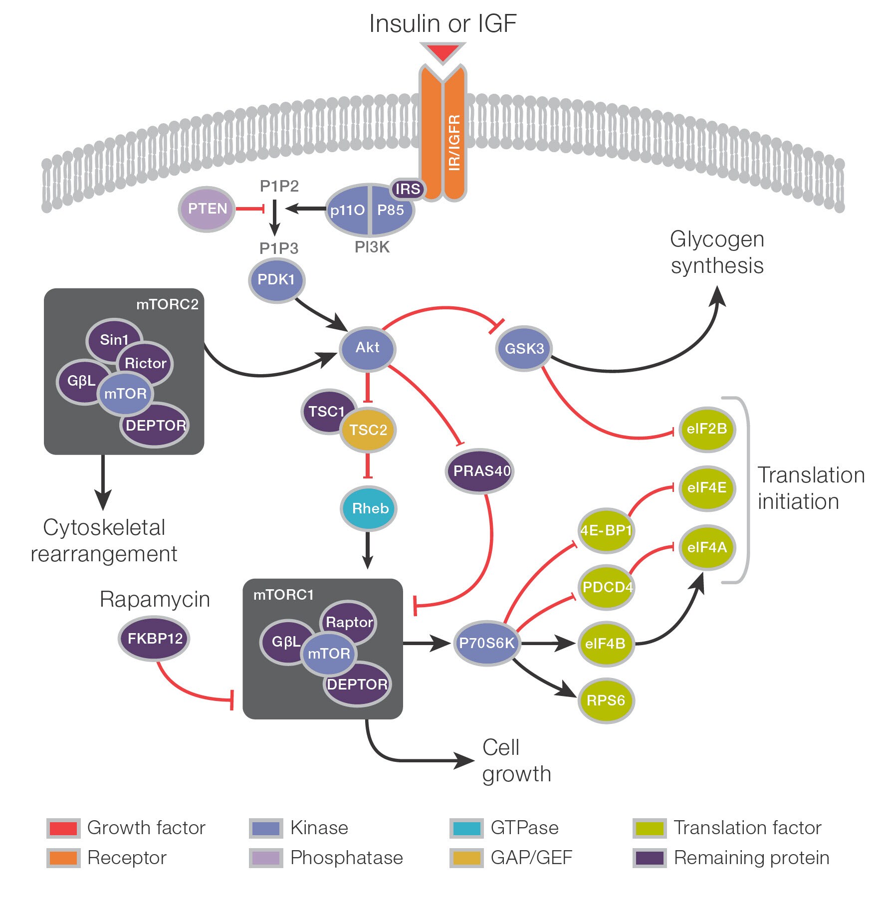 Akt Signaling pathway Graphic of the Akt signaling cascade with the involved proteins