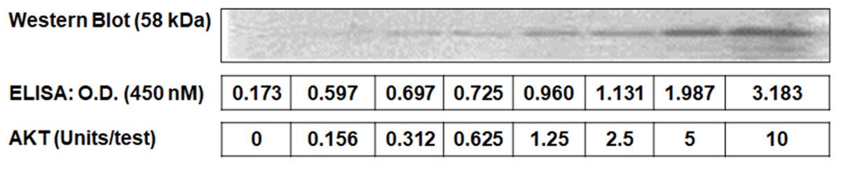 sensitivity-of-AKT-ELISA-1200x243 sensitivity-of-AKT-ELISA-1200x243