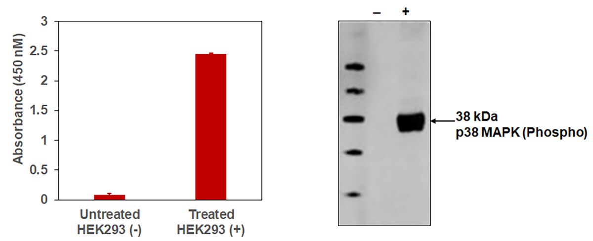 p38-MAPK-pT180-pY182-in HEK293-cells-1200x488 p38-MAPK-pT180-pY182-in HEK293-cells-1200x488
