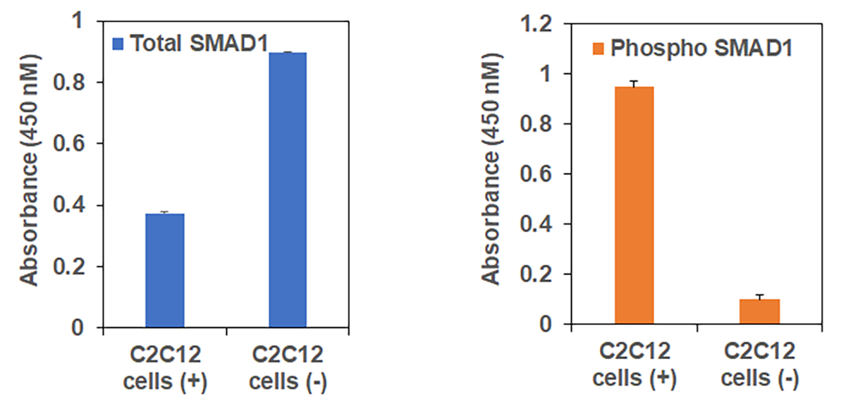 total-and-phosphorylated-SMAD1-i- C2C12-cells-1200x573 total-and-phosphorylated-SMAD1-i- C2C12-cells-1200x573