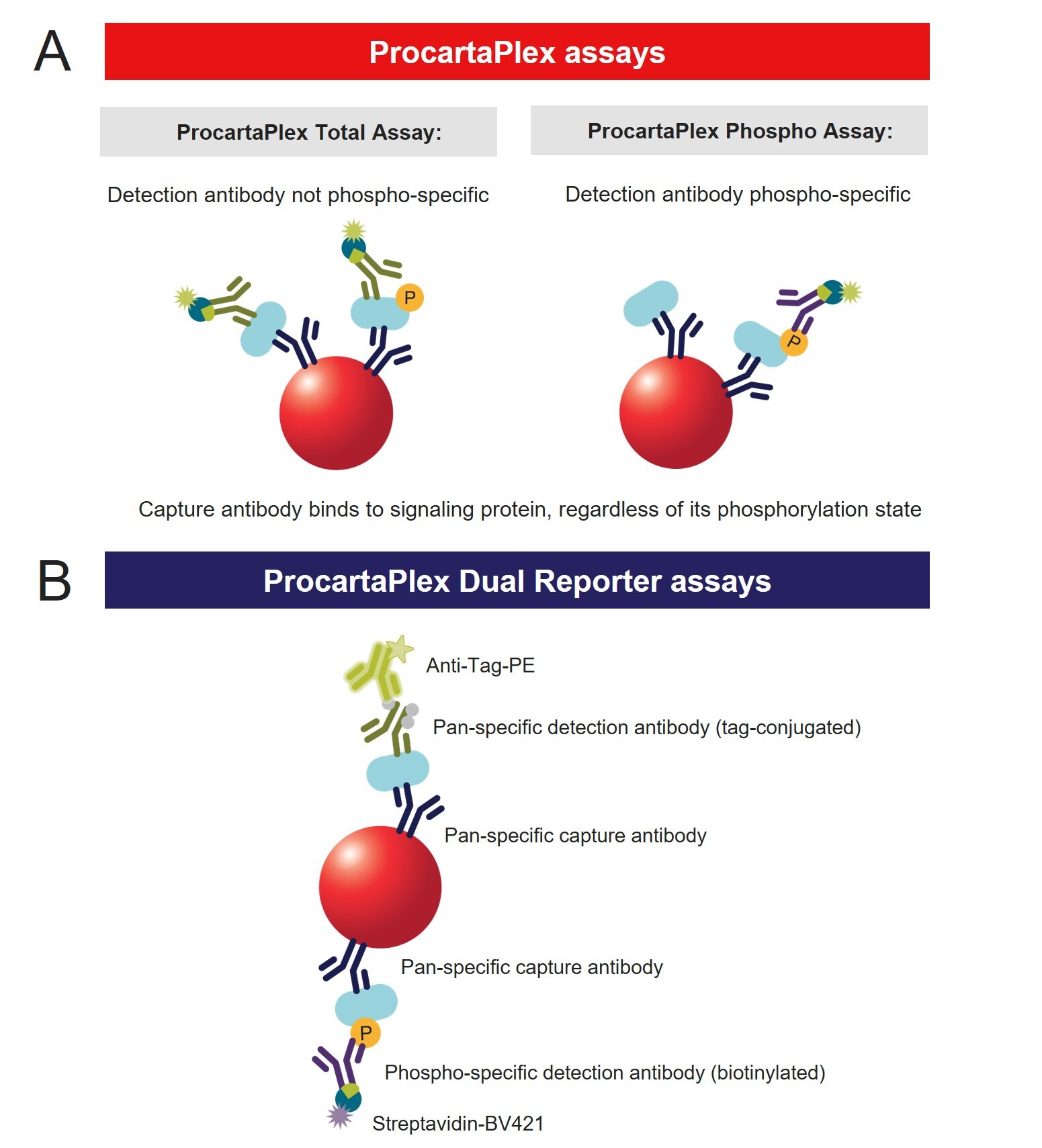 How ProcartaPlex Dual Reporter Assays work Schematic images of the ProcartaPlex and ProcartaPlex Dual Reporter assay designs