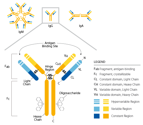 Immunoglobulin structure Schematic and map of an antibody