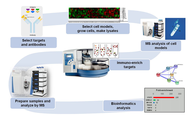 Workflow for antibody validation by IP-MS Workflow for antibody validation by IP-MS