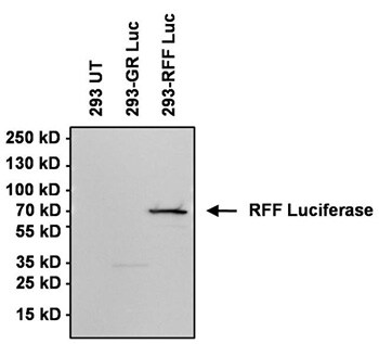 Western blot analysis of Red firefly luciferase Western blot analysis of Red firefly luciferase
