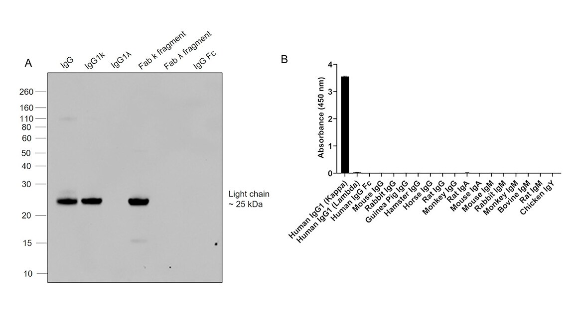 Peptide array-based verification of secondary antibody Western blot and bar graph showing protein quantification via ELISA demonstrating the specificity of Goat anti-Human IgG Recombinant Secondary Antibody