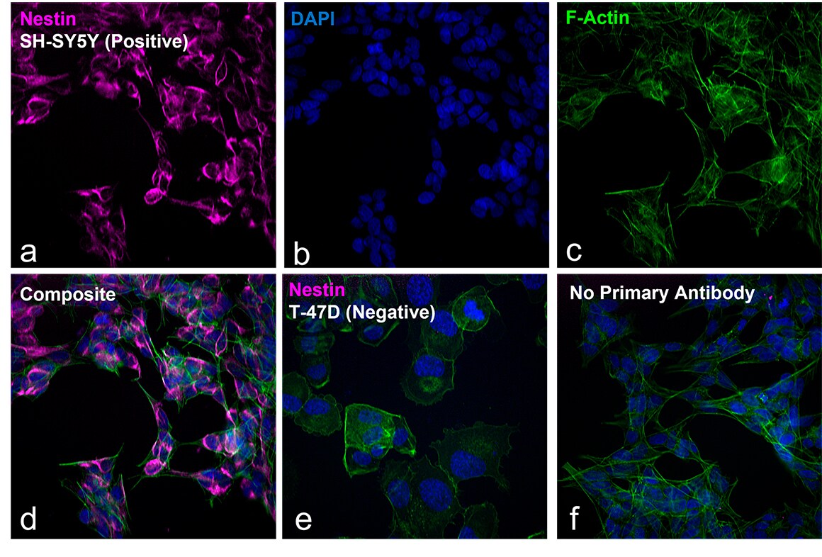 Relative expression validation of Donkey anti-Mouse IgG Secondary Antibody 6 fluorescent images showing the immunofluorescence analysis of Donkey anti-Mouse IgG secondary antibody conjugated to Alexa Fluor 800