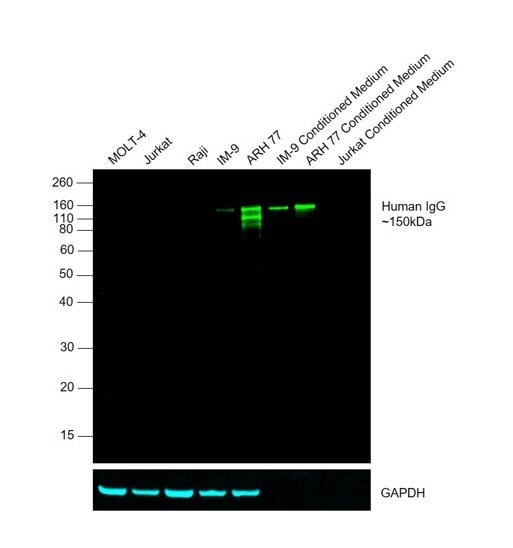 Relative expression validation of Goat anti-human IgG secondary antibody Image of a fluorescent western blot showing the relative expression of Human IgG in a variety of whole cell lysates and conditioned medium