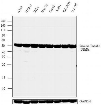Western blot analysis of gamma tubulin Western blot analysis of gamma tubulin