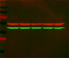Loading Control Antibodies Loading Control Antibodies