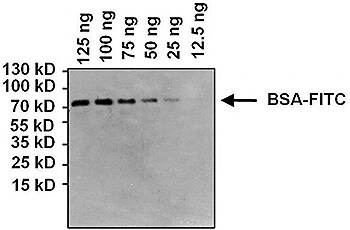 Western blot analysis of FITC antibody detection Western blot analysis of FITC antibody detection