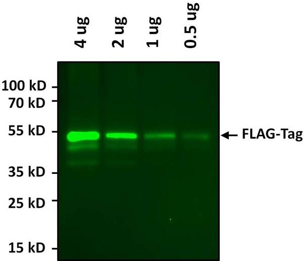 Western blot analysis of FLAG epitope tag using FLAG Tag Alexa Fluor 488 monoclonal antibody Western blot analysis of FLAG epitope tag using FLAG Tag Alexa Fluor 488 monoclonal antibody