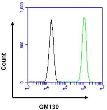 Flow cytometry analysis of GM130 Flow cytometry analysis of GM130