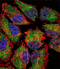 Immunofluorescent analysis of LSD1 in HeLa cells Immunofluorescent analysis of LSD1 in HeLa cells