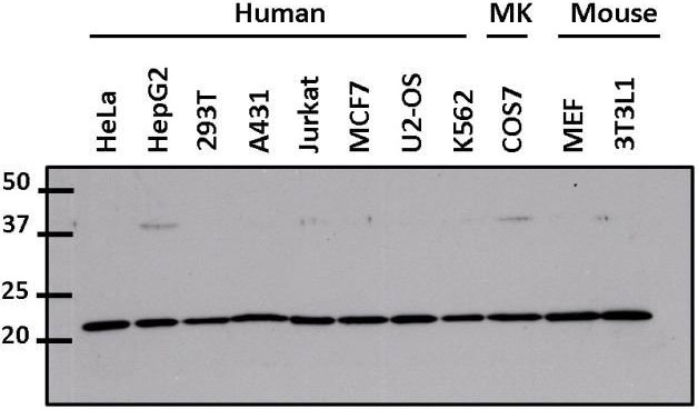 Western blot analysis of cdc42 Western blot analysis of cdc42