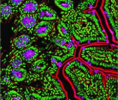 superclonal-sho superclonal-sho