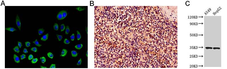 Results from NKG2D detection study in A549 cells Microscopy images of immunofluorescent and immunohistochemical staining of NKG2D in human spleen as well as western blot detection results