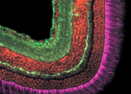 Cell Analysis Antibodies Information Cell Analysis Antibodies Information