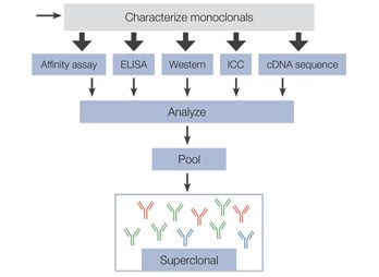 BioProbes article BioProbes article