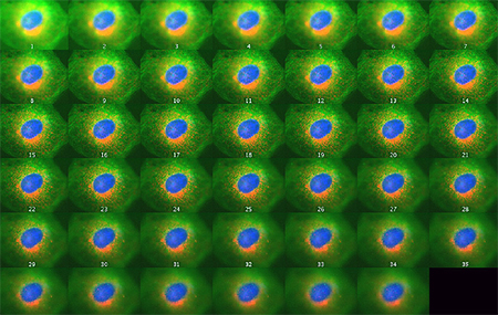 A series of 41 images taken every 0.366 μm of focal plane in HeLa cells using the Z-stack function of the EVOS FL Auto Imaging System. A series of 41 images taken every 0.366 μm of focal plane in HeLa cells using the Z-stack function of the EVOS FL Auto Imaging System.