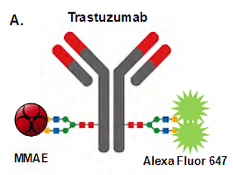 Trastuzumab Trastuzumab