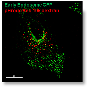 Monitoring endocytosis with fluorescently-labeled dextran Monitoring endocytosis with fluorescently-labeled dextran