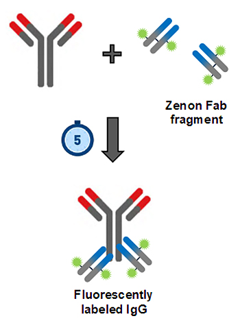 Fast-scalable-screening-of-antibody-internalization Fast-scalable-screening-of-antibody-internalization