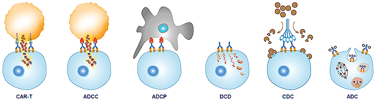 Mechanisms of tumor cell killing by antibodies. Mechanisms of tumor cell killing by antibodies.