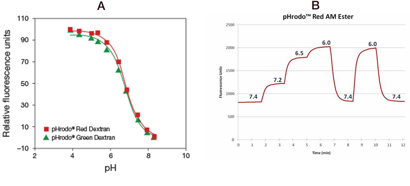pHrodo pH sensor dyes pHrodo pH sensor dyes